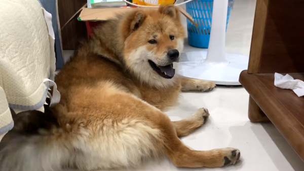 土狗的寿命有多长