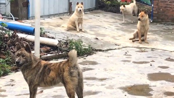 土狗的寿命有多长