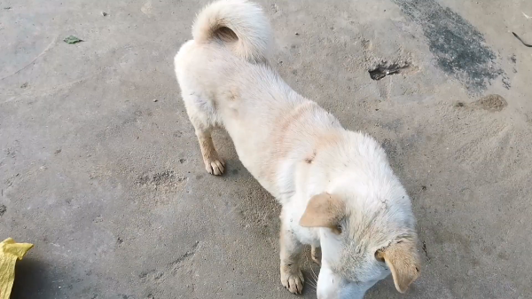 土狗的寿命有多长