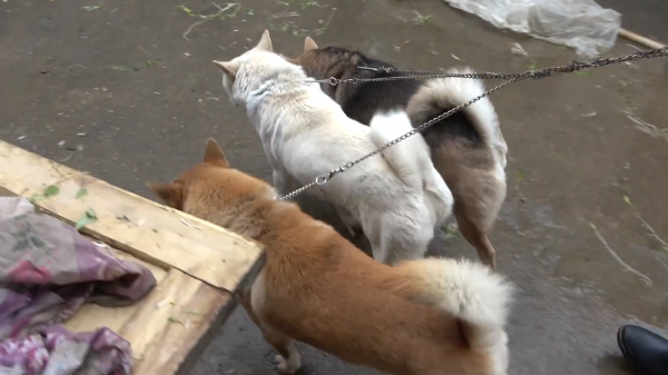 土狗的寿命有多长