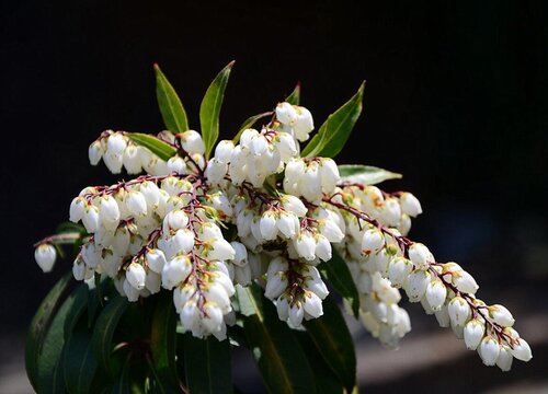 马醉木摆放家里风水禁忌