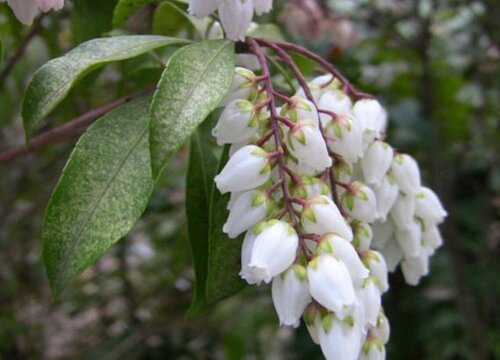 马醉木摆放家里风水禁忌