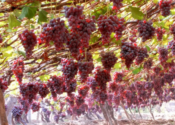 山西太原有什么好吃的特产