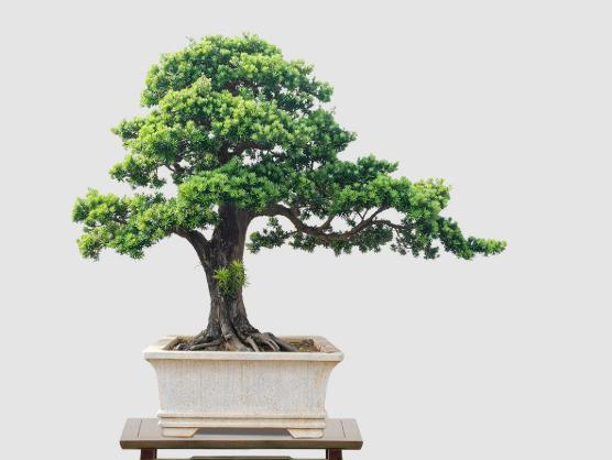 罗汉松老是掉叶怎么回事