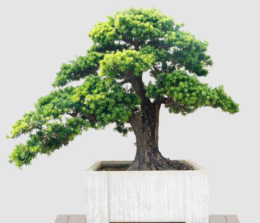 罗汉松老是掉叶怎么回事