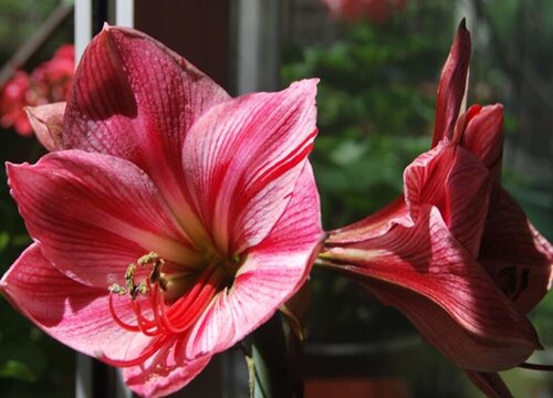 朱顶红的栽种方法介绍