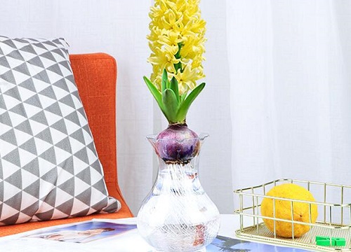 水培风信子烂根是怎么回事