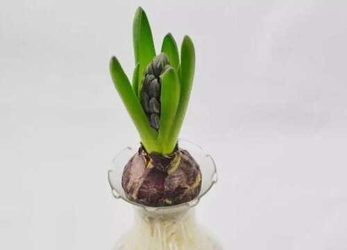 水培风信子烂根是怎么回事