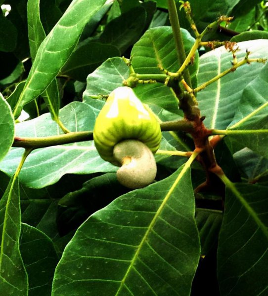 guinea是哪个国家的英文简称