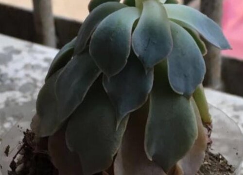 多肉植物夏天掉叶怎么回事