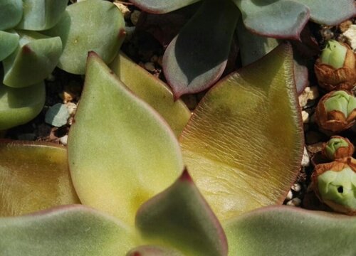 多肉植物夏天掉叶怎么回事