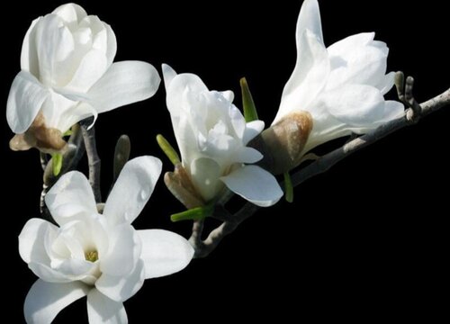 木兰花花期是什么时候