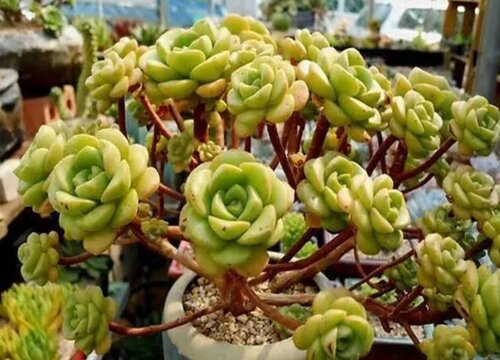 百合莉莉怎么修剪好看