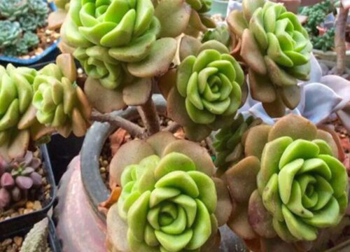 百合莉莉怎么修剪好看