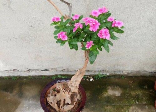 长春花如何养护枝繁叶茂花开不断