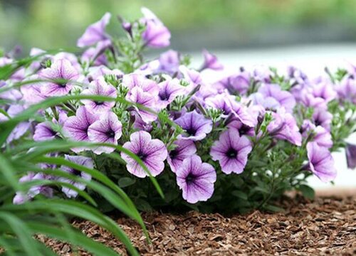 春播花卉有哪些品种