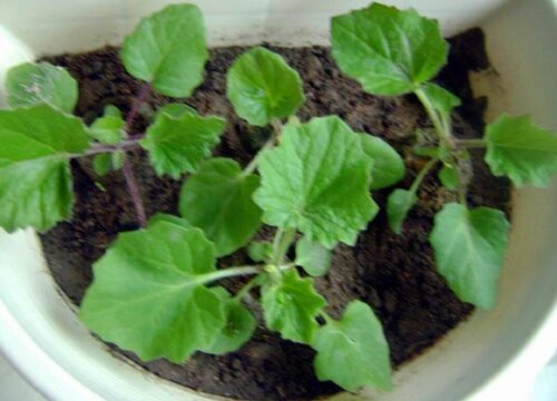 春播花卉有哪些品种