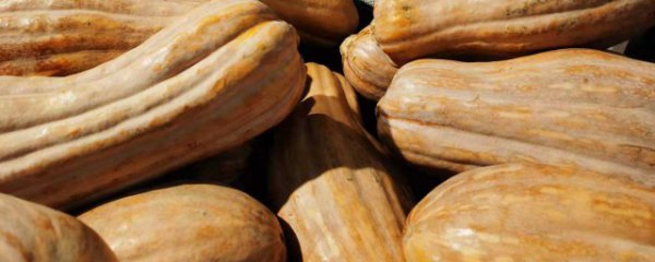 长南瓜怎么挑知道是甜的