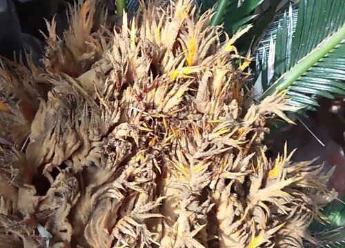 铁树开花有毒吗