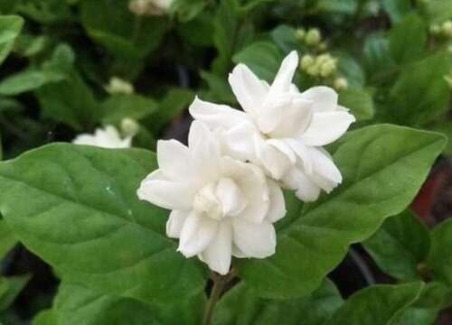 茉莉花哪个品种最香最好养