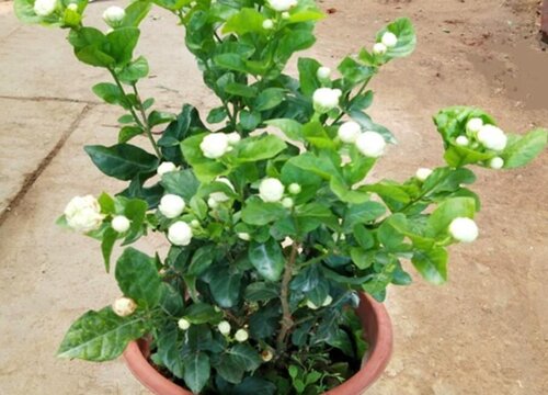 茉莉花哪个品种最香最好养