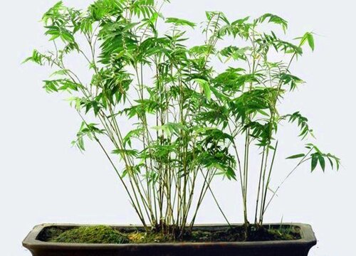 淡竹叶和竹叶的区别