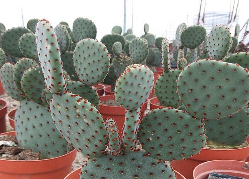 不同季节如何养仙人掌越养越旺盛