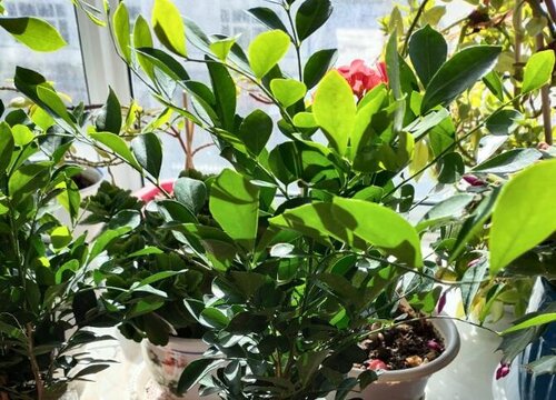 九里香适合放办公室吗