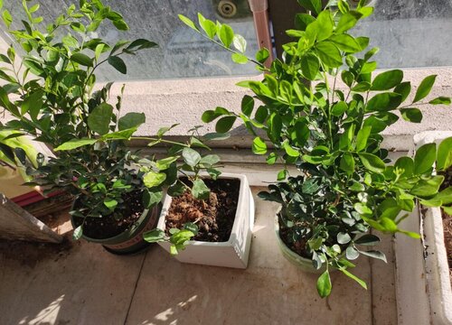 九里香适合放办公室吗