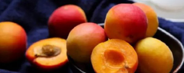 杏仁泡多少天能发芽