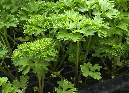 芹菜根可以种出芹菜吗