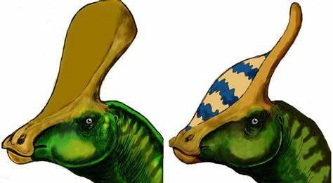 青岛龙的资料和图片