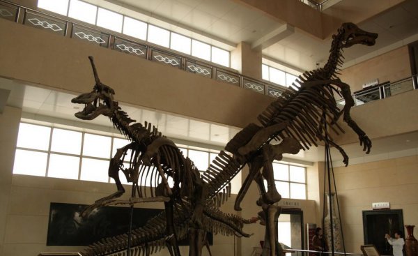 青岛龙的资料和图片