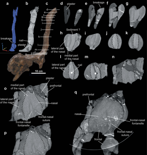 青岛龙的资料和图片