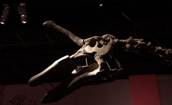 青岛龙的资料和图片