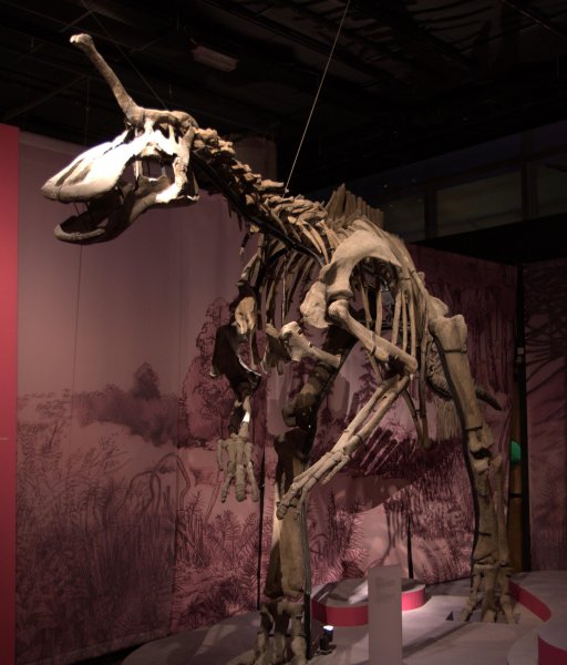 青岛龙的资料和图片