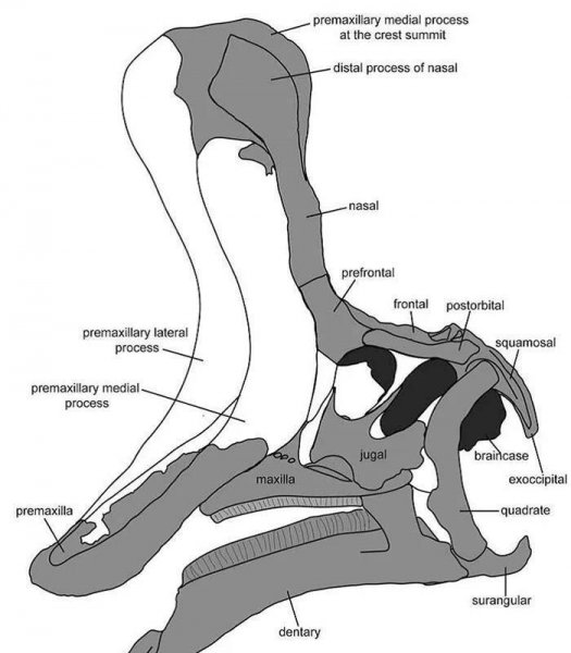 青岛龙的资料和图片