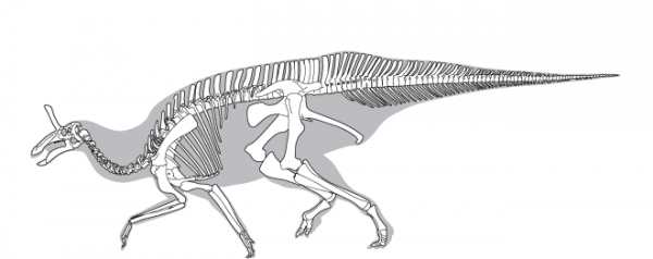 青岛龙的资料和图片