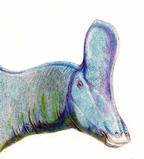 青岛龙的资料和图片