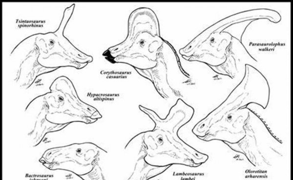 青岛龙的资料和图片