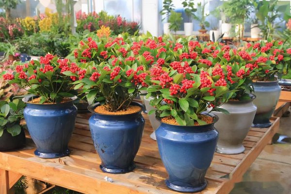 名贵花卉有哪些品种名称及图片