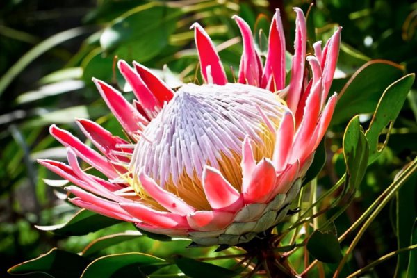 名贵花卉有哪些品种名称及图片