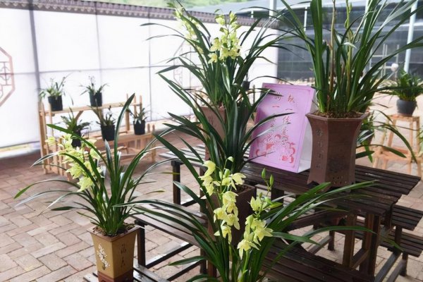 名贵花卉有哪些品种名称及图片