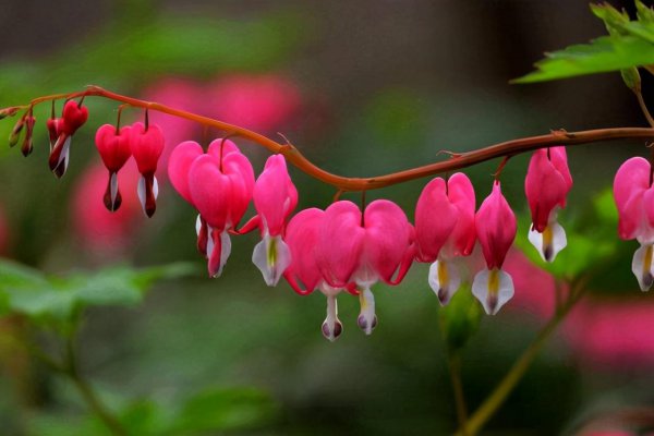 名贵花卉有哪些品种名称及图片