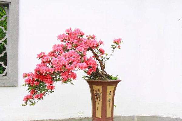 名贵花卉有哪些品种名称及图片