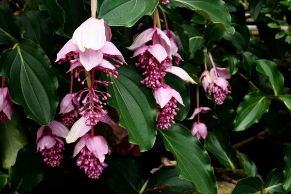 名贵花卉有哪些品种名称及图片