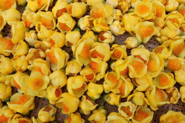 名贵花卉有哪些品种名称及图片