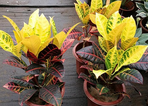 洒金木的养殖方法和注意事项