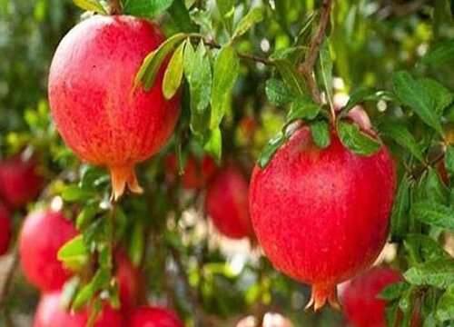 石榴树哪个季节修剪最好