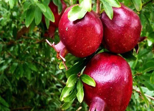 石榴树哪个季节修剪最好